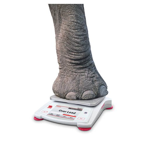Ohaus Scout STX Bench Scales